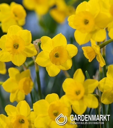 Narcissus - Narcyz Botaniczny More And More 5 szt.