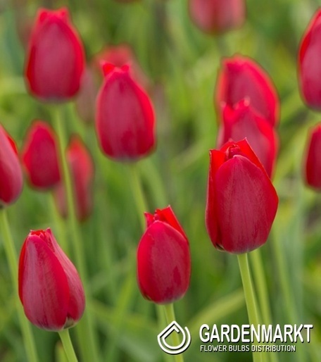 Tulipan Botaniczny Aximensis (Frans Alpentulp) 5 szt.
