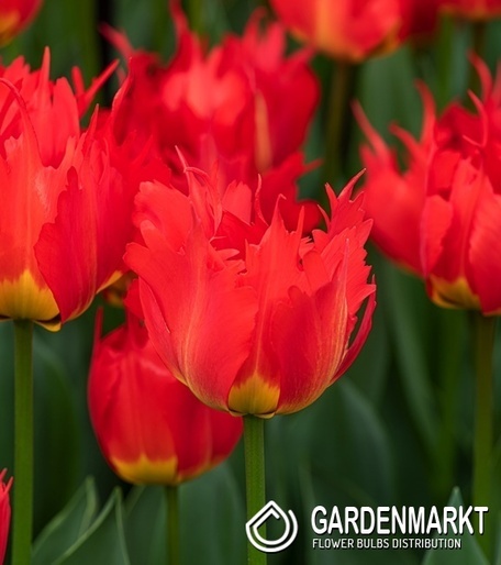 Tulipan Darwina Robbedoes 5 szt.