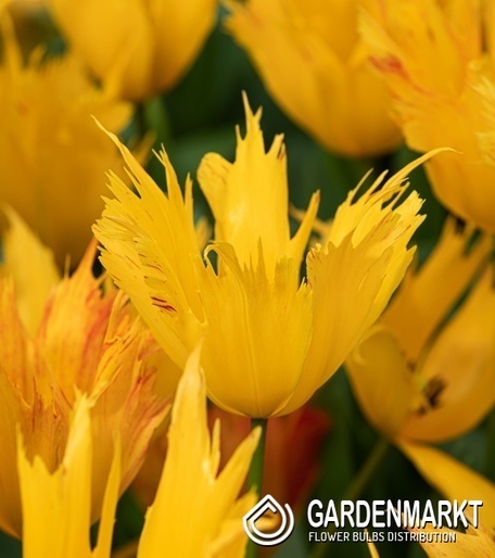 Tulipan Strzępiasty Golden Leo 5 szt.