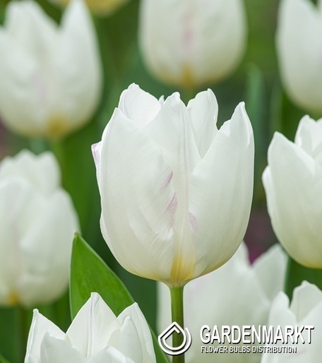 Tulipan Triumph Snowhill 5 szt.