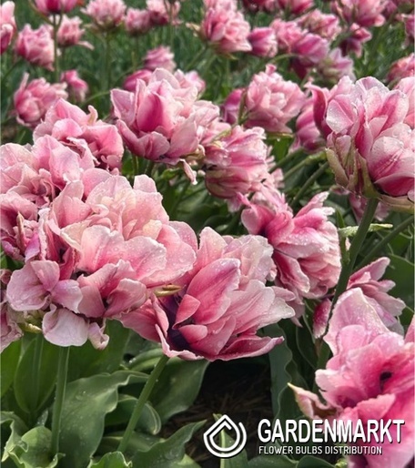Tulipan Pełny Love Whisper 5 szt.