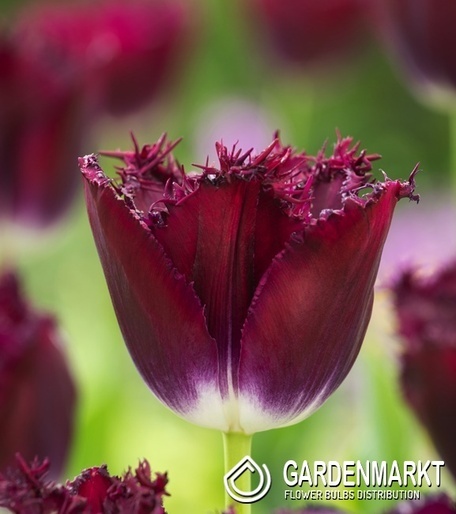 Tulipan Strzępiasty Purple Crystal 5 szt.