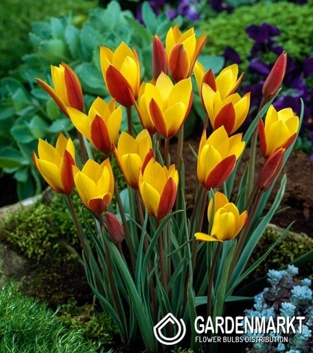 Tulipan Botaniczny Clusiana Tubergen's Gem 5 szt.