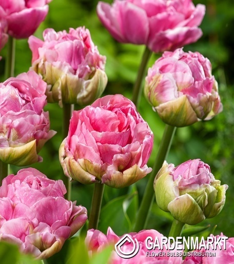 Tulipan Pełny Double Arosa 5 szt.