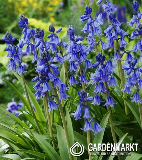 Hyacinthoides - Hiacyntowiec Excelsior 5 szt.