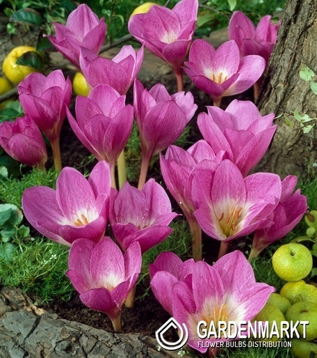 Colchicum - Zimowit Glory of Heemstede 1 szt.