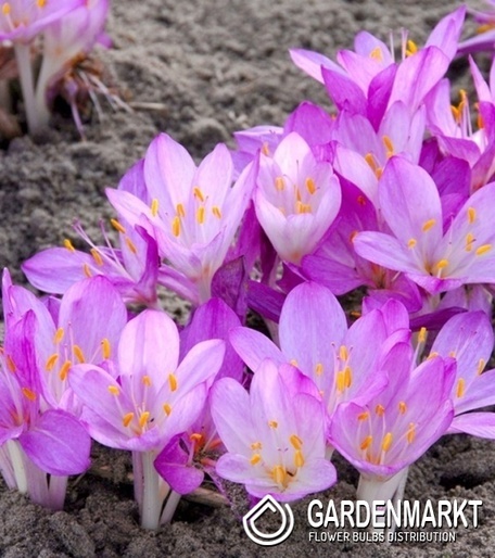 Colchicum - Zimowit Paninicum 1 szt.