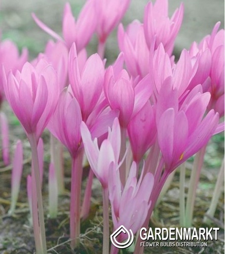 Colchicum - Zimowit Alba Minor 1 szt.