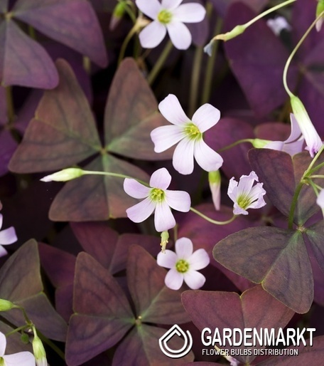 Oxalis - Szczawik Triangularis Alba 10 szt.