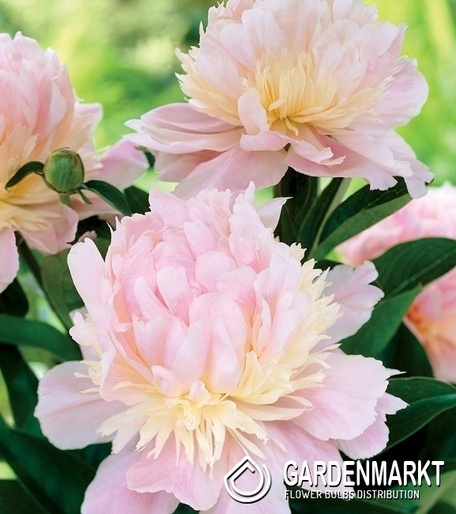 Paeonia - Piwonia Angel Cheeks 1 szt.