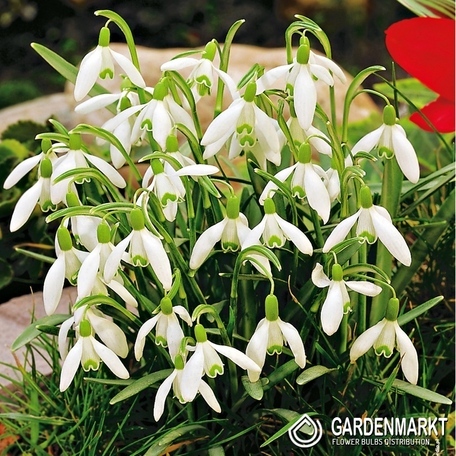 Galanthus Nivalis - Śnieżyczka Przebiśnieg 5 szt.