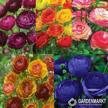 Zestaw Ranunculus-Jaskier 6/+
