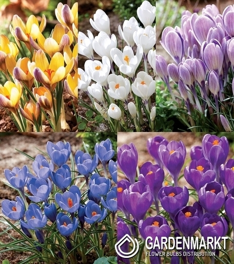 Zestaw Krokus Wiosenny Wielkokwiatowy 8