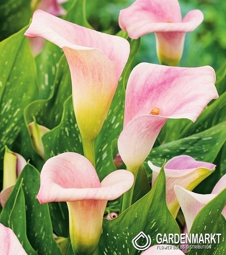 Zantedeschia-Kalla Cameo 1 szt.
