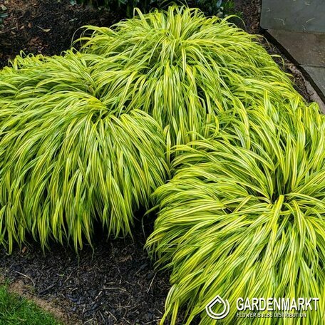 Hakonechloa Smukła Aureola 1 szt.