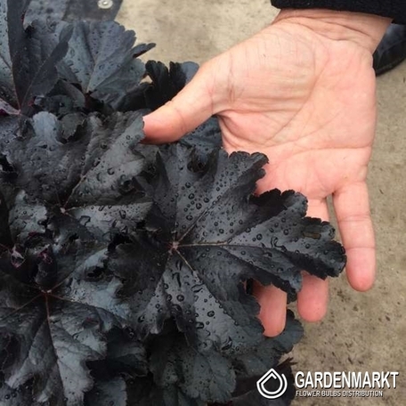 Heuchera Żurawka Black Pearl 1 szt.