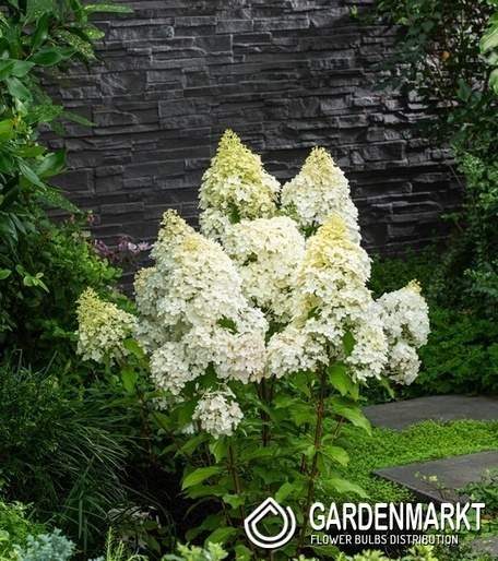 Hydrangea paniculata Hortensja bukietowa Magical Matterhorn 1 szt.