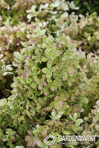 Hydrangea paniculata Hortensja bukietowa Pastel Green 1 szt.