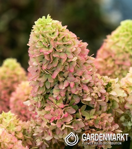Hydrangea paniculata Hortensja bukietowa Little Fresco 1 szt.