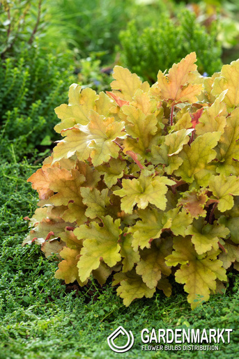 Heuchera Żurawka Marmalade 1 szt.