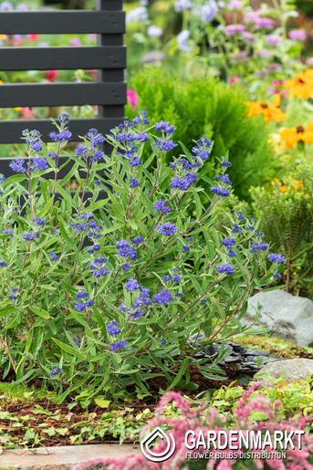 Caryopteris clandonensis Barbula kledońska Kew blue 1 szt.