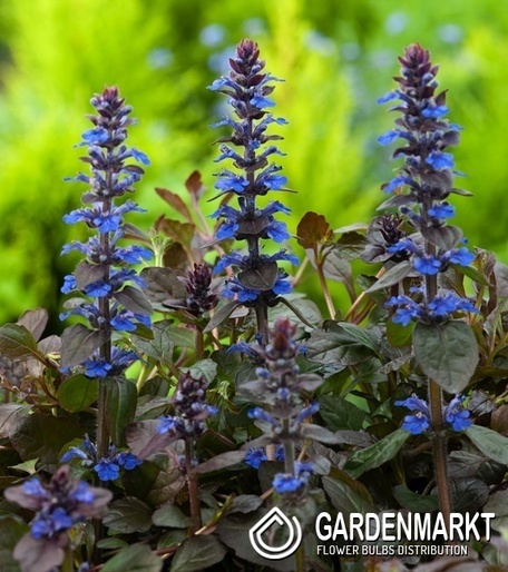 Ajuga reptans- Wieżyczka Dąbrówka rozłogowa atropurpurea 1 szt.