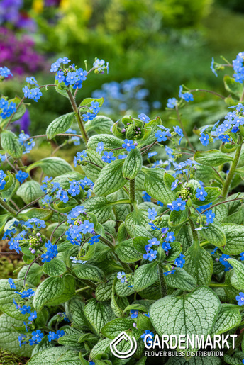 Brunnera macrophylla Silver Heart 1 szt.