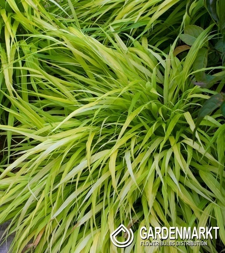 Trawa Hakone Hakonechloa smukła All Gold 1 szt.