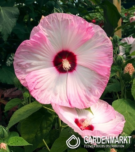 Hibiscus moscheutos Hibiskus bagienny Luna pink swirl 1 szt.