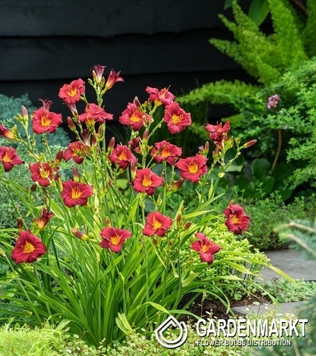 Hemerocallis Liliowiec Pardon Me 1 szt.