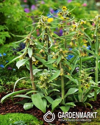 Fritillaria - Szachownica Sewerzowii Green Eyes 1 szt.