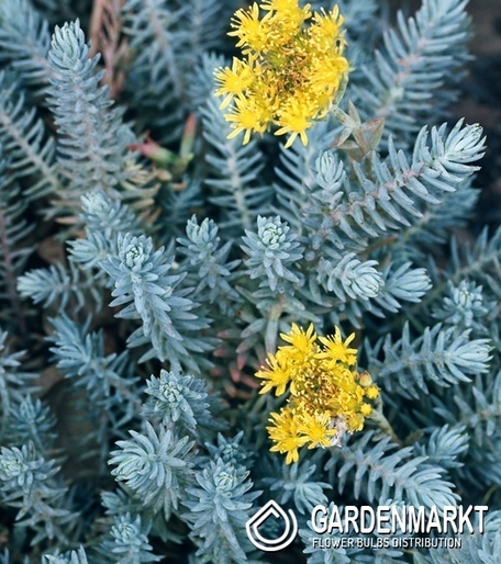 Sedum reflexum Rozchodnik Blue Spruce 1 szt.