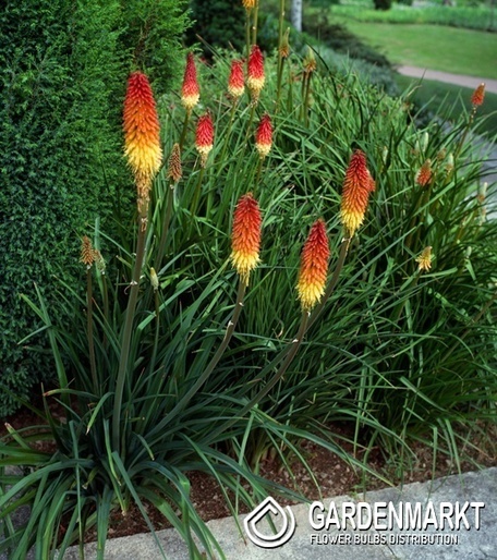 Kniphofia Trytoma groniasta Royal Castle 1 szt.
