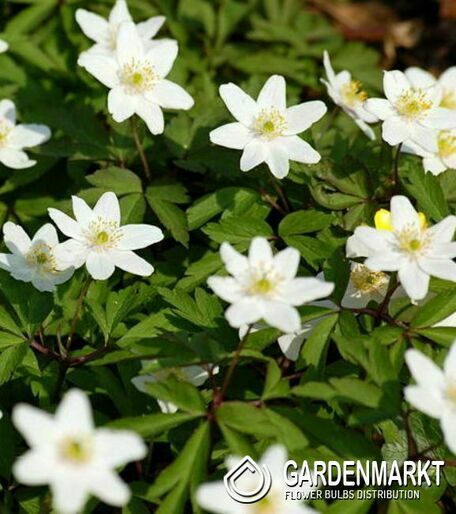 Anemon Nemorosa - Zawilec Gajowy 5 szt
