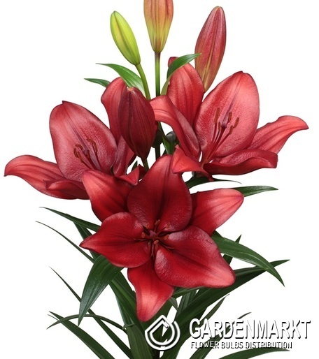 Lilium - Lilia Azjatycka Vuelta 1 szt.