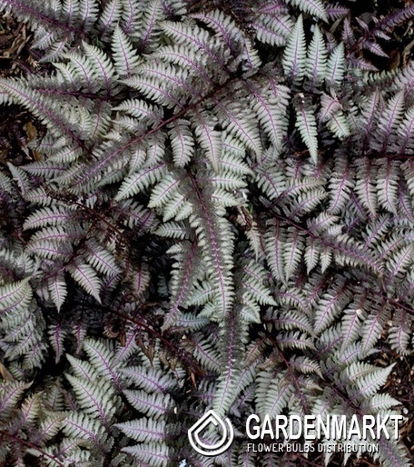 Athyrium Wietlica japońska Pewter Lace 1 szt.