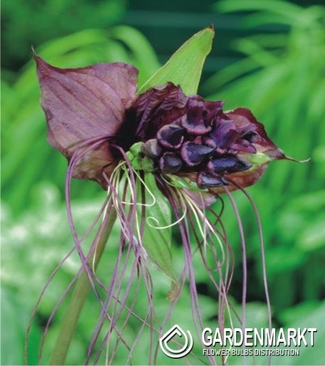 Tacca Chantieri - Kwiat Nietoperz 1 szt.