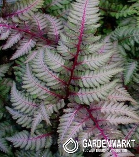 Athyrium Wietlica japońska Red Beauty 1 szt.
