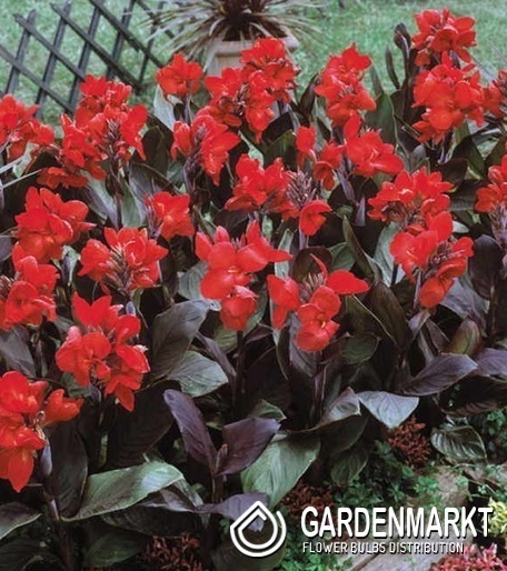 Canna - Kanna Paciorecznik Brilliant 1 szt.