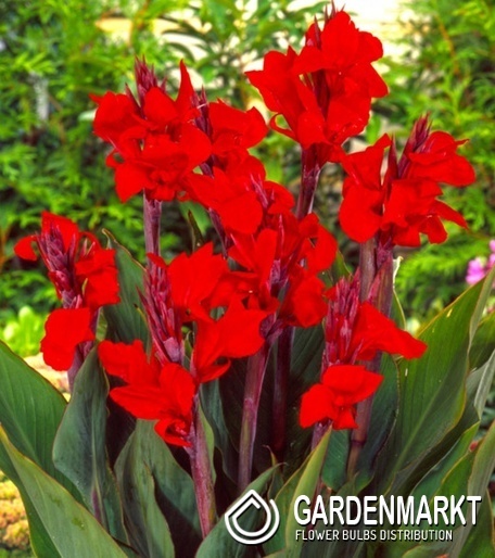 Canna - Kanna Paciorecznik Red Perfection 1 szt.