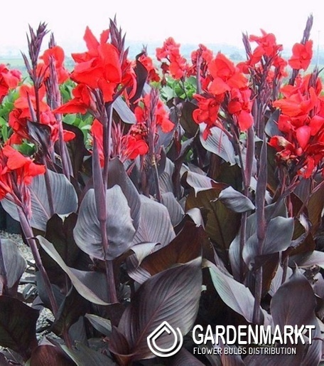 Canna - Kanna Paciorecznik Red Stripe 1 szt.