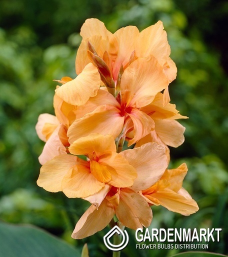 Canna - Kanna Paciorecznik Apricot Dream 1 szt.