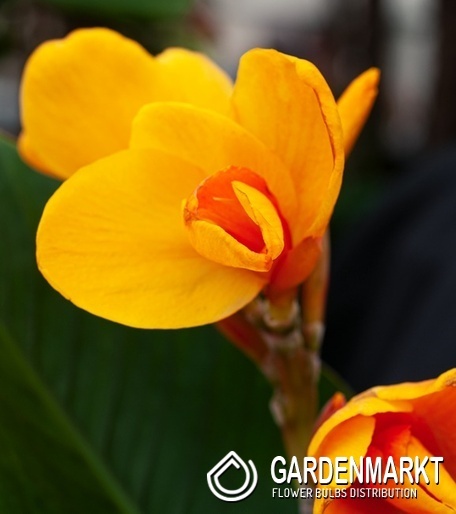 Canna - Kanna Paciorecznik Chocolate Sunrise 1 szt.