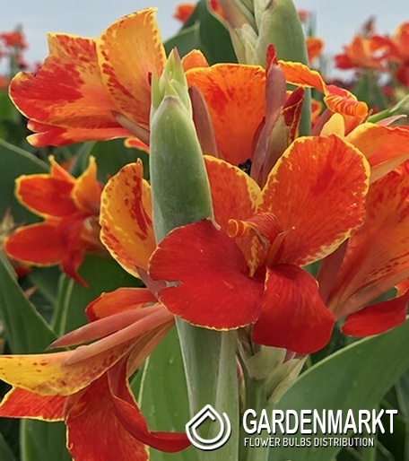 Canna - Kanna Paciorecznik Madeira 1 szt.