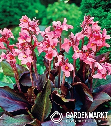 Canna - Kanna Paciorecznik Pink Futurity 1 szt.