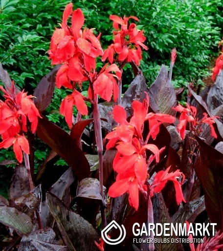 Canna - Kanna Paciorecznik Red Velvet 1 szt.