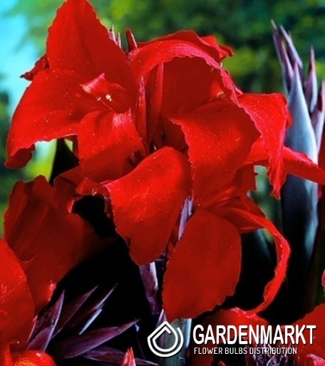 Canna - Kanna Paciorecznik Red Wine 1 szt.