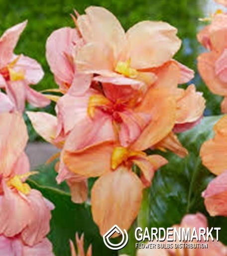 Canna - Kanna Paciorecznik Shining Peach 1 szt.