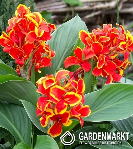 Canna - Kanna Paciorecznik Shining Golden Flame 1 szt.